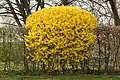 Blooming Forsythia × intermedia bush in a hedge in April in  Klagenfurt, Carinthia, Austria