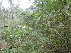 Habit of male plant