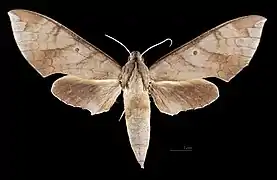 Female dorsal view