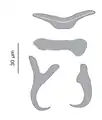 Hard parts of the haptor
