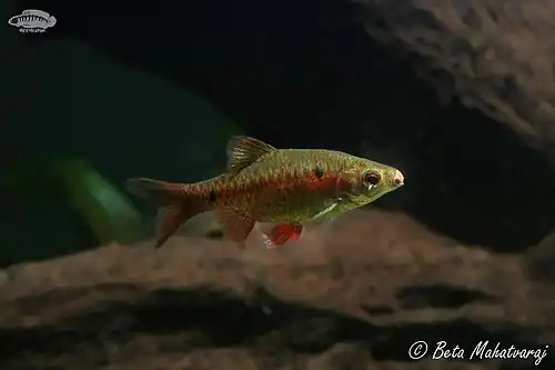 Pethia manipurensis