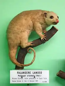 Brown cuscus