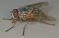 Phaonia valida male