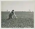 Conservationist in a field of crimson clover,1952
