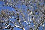 Foliage of the Pinchot Sycamore in spring.