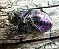 P. dejeani feigning death