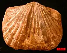 Vinlandostrophia ponderosa, Maysvillian (Upper Ordovician) near Madison, Indiana (scale bar is 5.0&nbsp;mm)