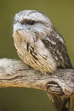 Image 19Tawny FrogmouthPhoto: JJ HarrisonThe Tawny Frogmouth (Podargus strigoides) is a nocturnal species of Australian frogmouth commonly mistaken for an owl. Males and females look similar, growing to 35–53 cm (14–21 in) long and up to 680 g (1.5 lb) in weight. The Tawny Frogmouth is almost exclusively insectivorous, feeding rarely on frogs and other small prey. It generally sits very still on a low perch and catches food with its beak.More selected pictures