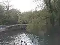 Duck pond