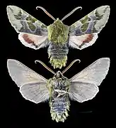 Proserpinus lucidus