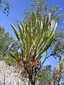 P.&nbsp;pumila var. pumila just after flowering, in June