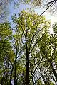 Quercus rubra