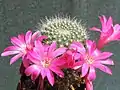 Rebutia minuscula var. minuscula (syn. R.&nbsp;senilis) – form with rose flower
