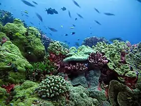 Image 25This coral reef in the Phoenix Islands Protected Area provides habitat for numerous marine species. (from Habitat)
