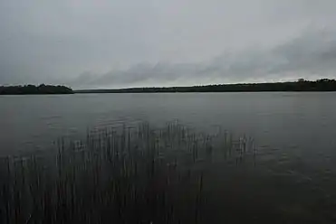 Rushes in the lake