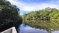 Isla Cañas Mangrove