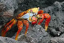 Image 3Grapsus grapsus, a terrestrial crab (from Malacostraca)