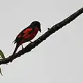 Male at Jayanti in  Buxa Tiger Reserve in Jalpaiguri district of  West Bengal, India.