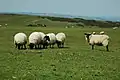Sheep on Cleeve Common