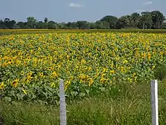 Sowing Sunflower in Barinas