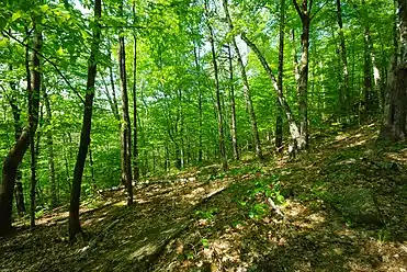 Slope