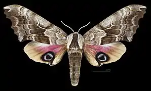 Female dorsal