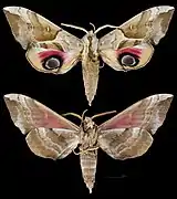 Smerinthus planus