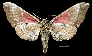 ♀ △