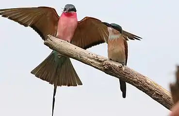 Adult with juvenile
