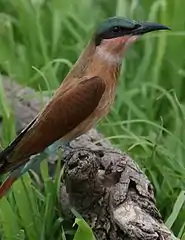 Juvenile plumage