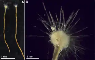 Spiculosiphon oceana, a unicellular foraminiferan with an appearance and lifestyle that mimics a sponge, grows to 5&nbsp;cm long.