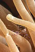Periclimenes yucatanicus.