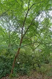 Habit