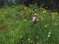 Summer Wildflowers