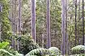 Sydney blue gums west of Port Macquarie, New South Wales