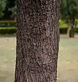 trunk
