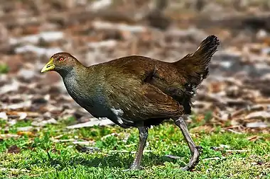 Image 11Tasmanian Native-henPhoto credit: Noodle snacksThe Tasmanian Native-hen (Gallinula mortierii) is a flightless rail between 43 to 51 cm (17 to 20 in) in length, one of twelve species of birds endemic to the Australian island of Tasmania. Although flightless, it is capable of running quickly and has been recorded running at speeds up to 30 miles per hour (48 km/h).More selected pictures