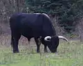 "Latino": 50%&nbsp;Sayaguesa, 25%&nbsp;Fighting cattle, 25%&nbsp;Heck