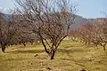 Peach trees