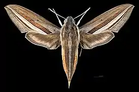 Female dorsal