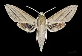 Male dorsal view