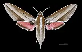 Female dorsal view