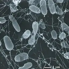 Thermophiles, such as Pyrolobus fumarii, survive well over 100 °C.