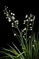 T. furusei