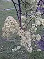 'Vegeta' samarae, showing seed close to notch