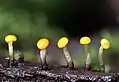 Vibrissea truncorum, family: Vibrisseaceae image source: Mushroom Observer
