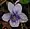 Viola rostrata, longspur violet, Mink River Estuary
