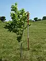 'Wingham' poor growth on chalk, 2&nbsp;m in 10 years