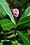 Persicaria amphibia, water smartweed, Washington Island