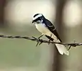 at Sindhrot in Vadodara District of Gujarat, India.